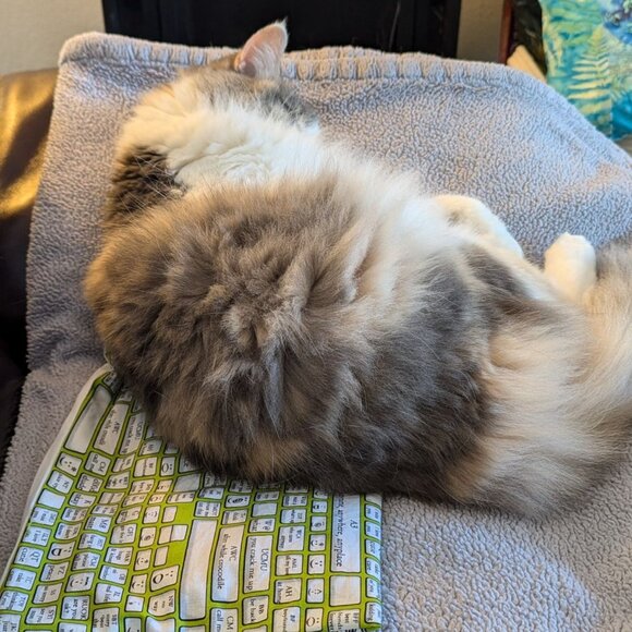 Kitten Keyboard - Picture 2 of 5